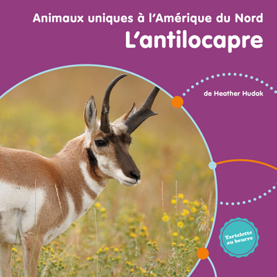 L'antilocapre